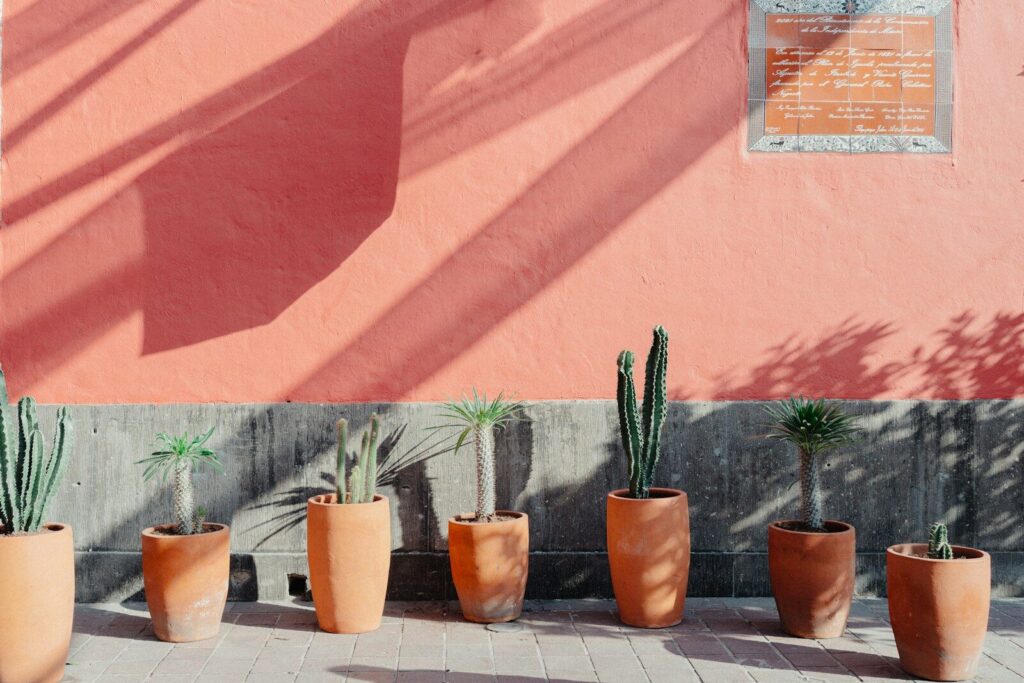 Potted cacti and succulents against a coral wall